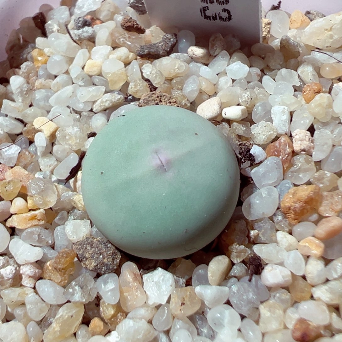 84-340多肉多肉v嘴sh433