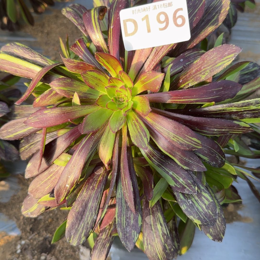 196水墨丹青。多肉植物