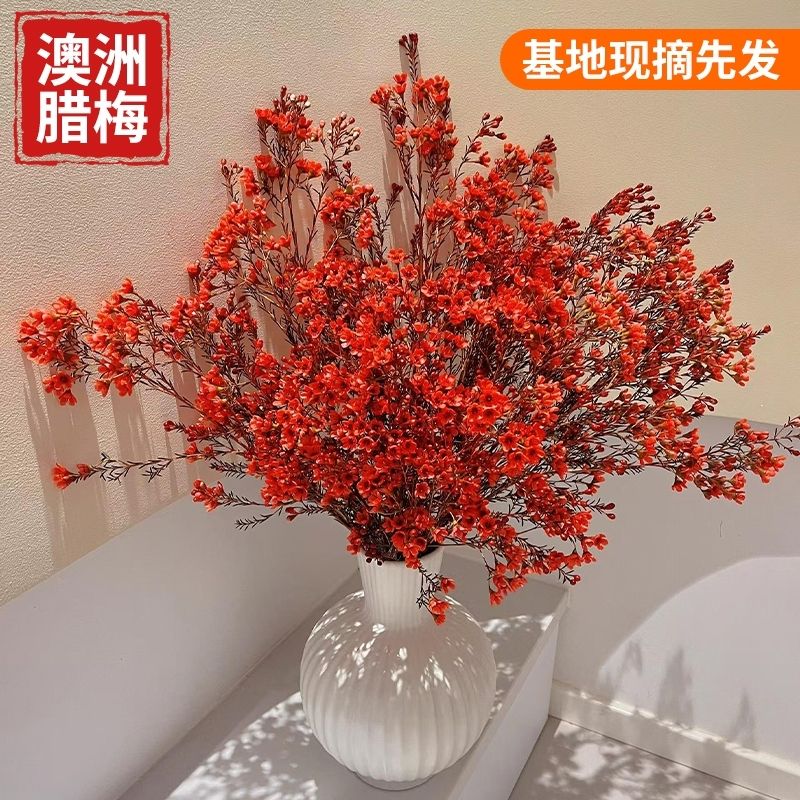 澳洲腊梅云南直发