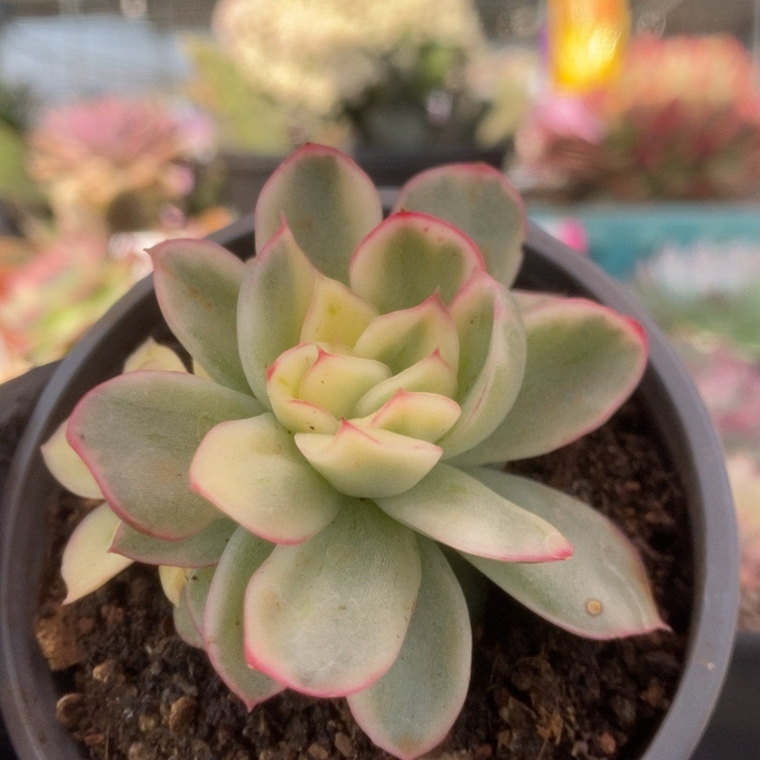 009东云杂锦锦锦锦锦锦