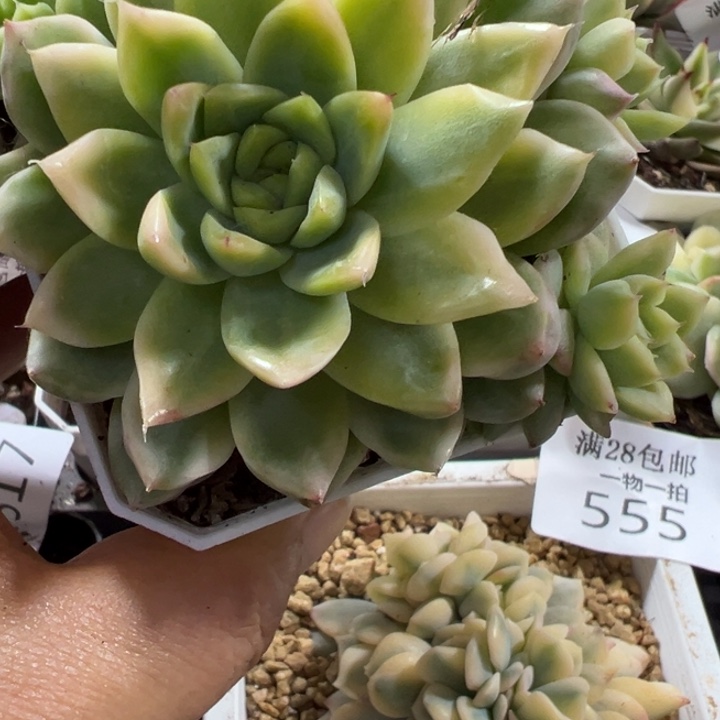 麦秆锦多肉植物486