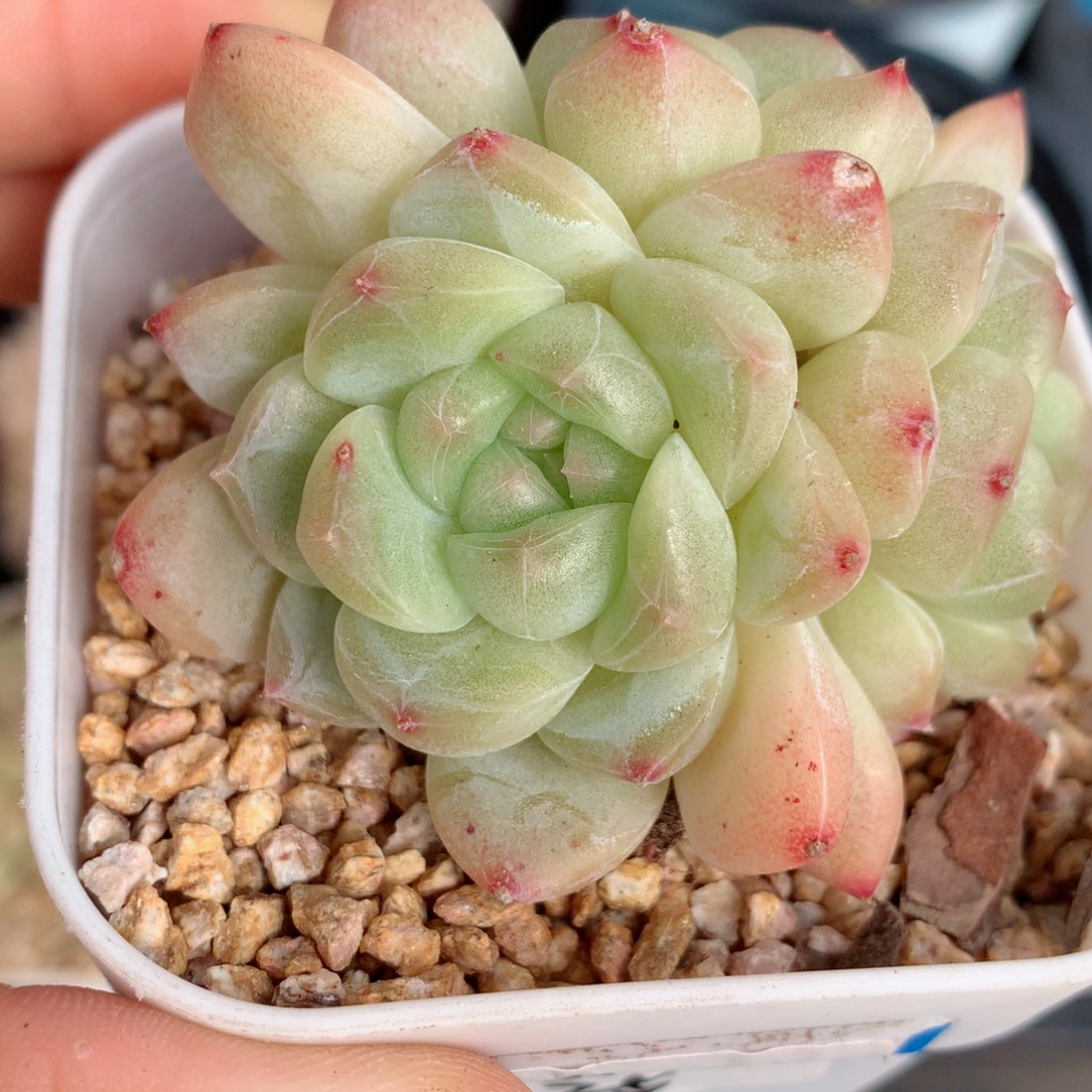 95糖心58包邮  群生不包整