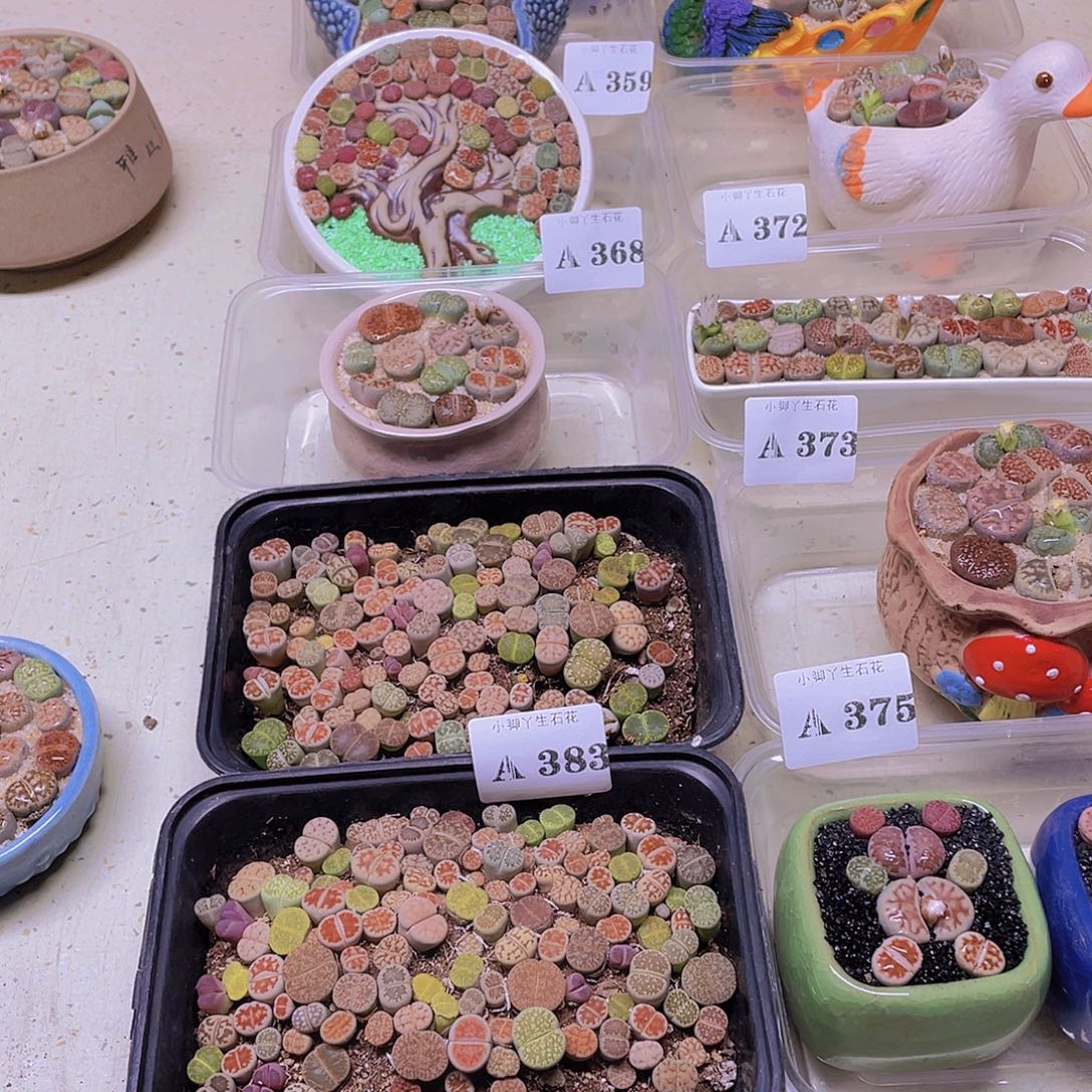 鱼***崽383……开播后的第一个节目