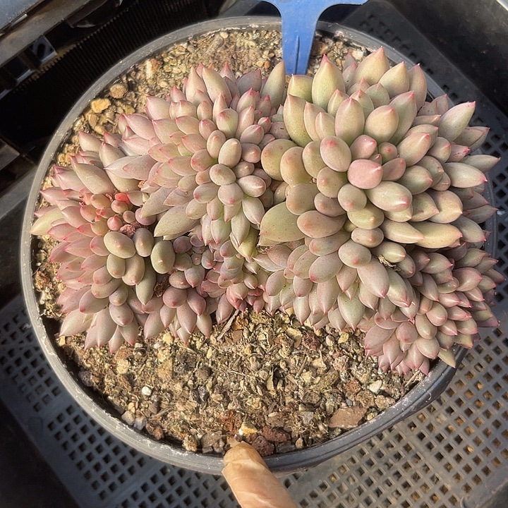 两单包邮，一物一拍，52岩子