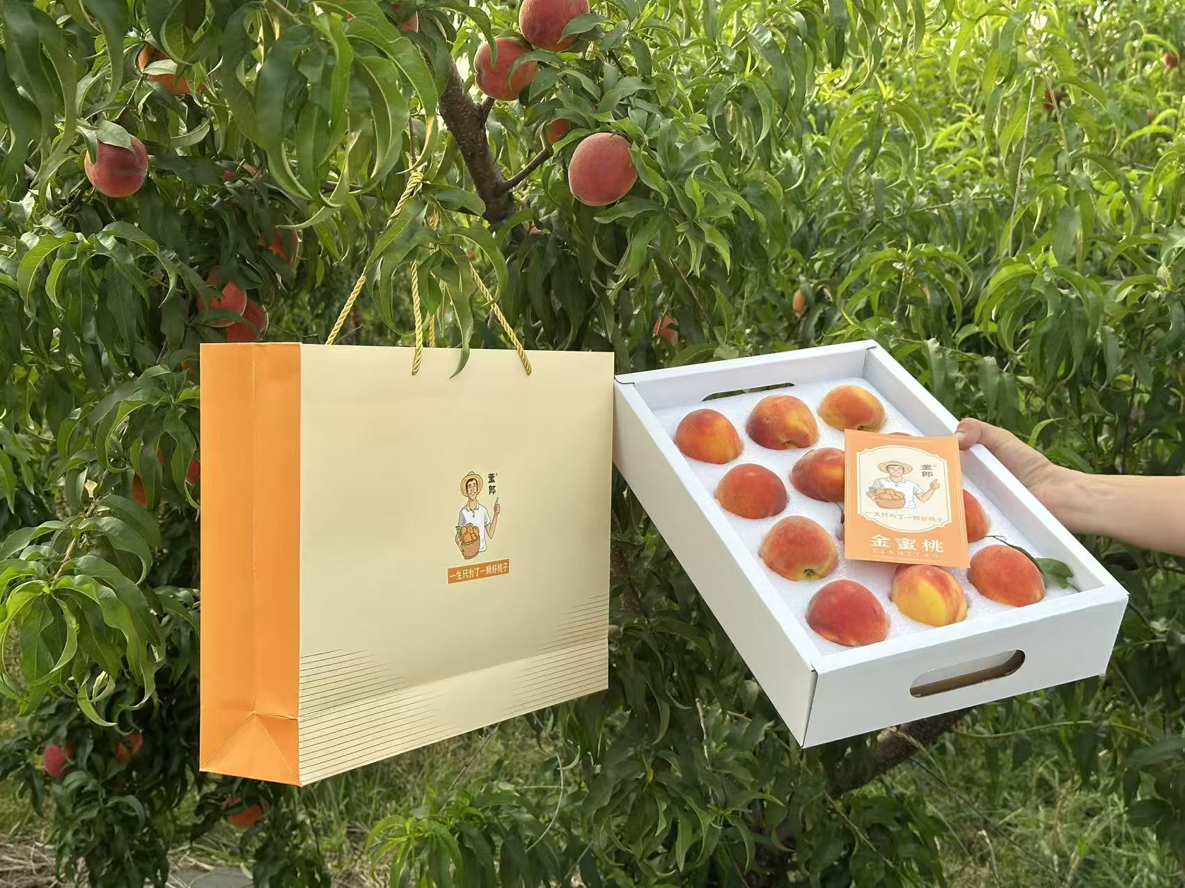 老牛专属 黄金水蜜桃蜜桃 1件12颗净3-3.5斤 礼盒 快递包邮