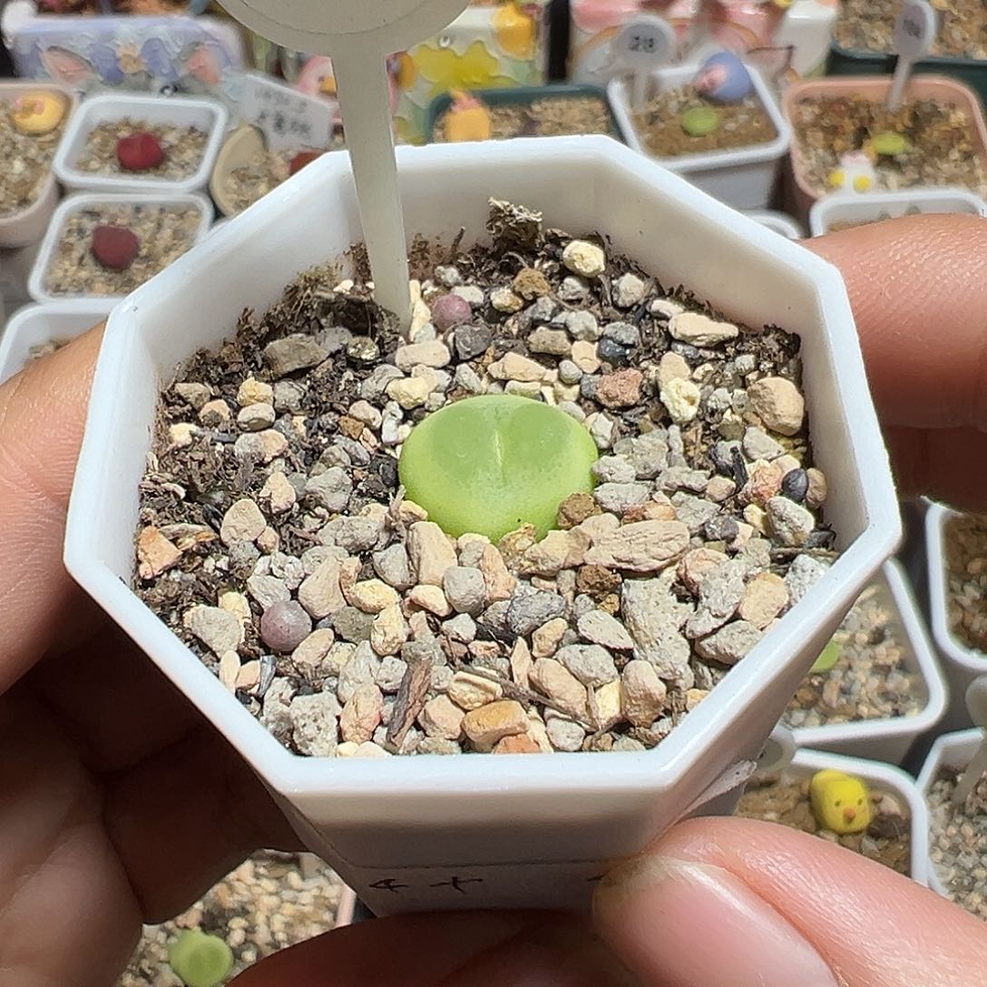 61号拉登尺寸1.4飞碟体