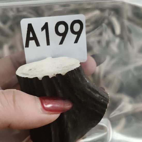 自***在鹿角鹿角鹿角鹿角鹿角鹿角