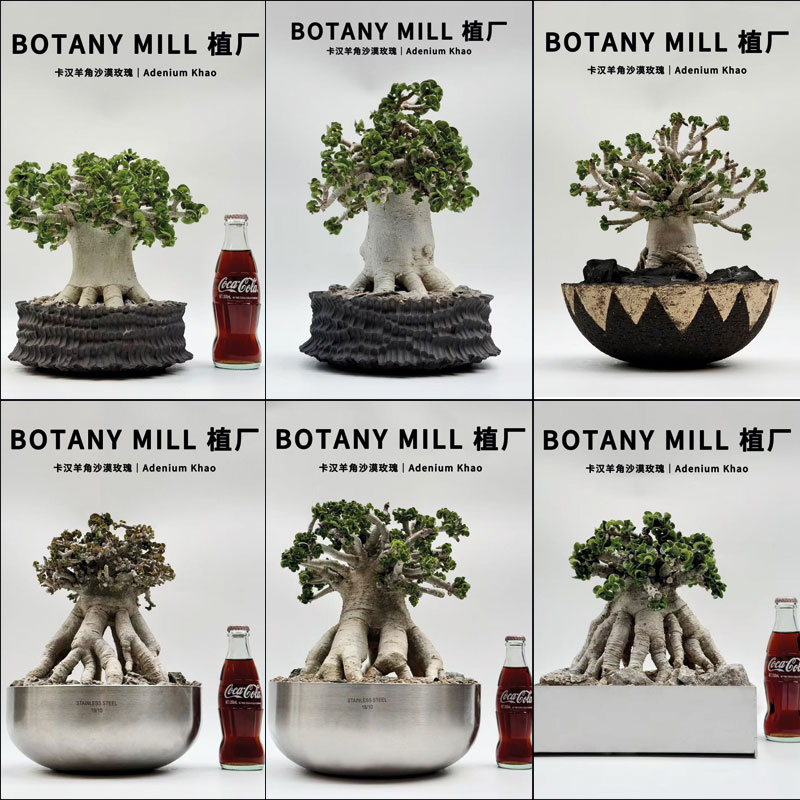 植厂 泰国卡汉卷叶羊角沙漠玫瑰 老桩白皮八爪鱼根 一物一拍含盆