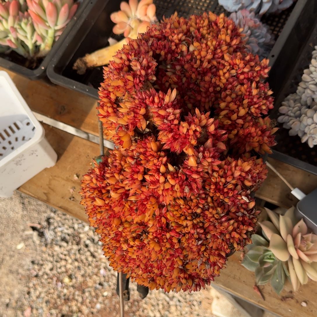 和***玉多肉植物链接的肉肉