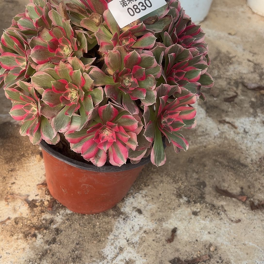 七彩石手捧多肉植物830