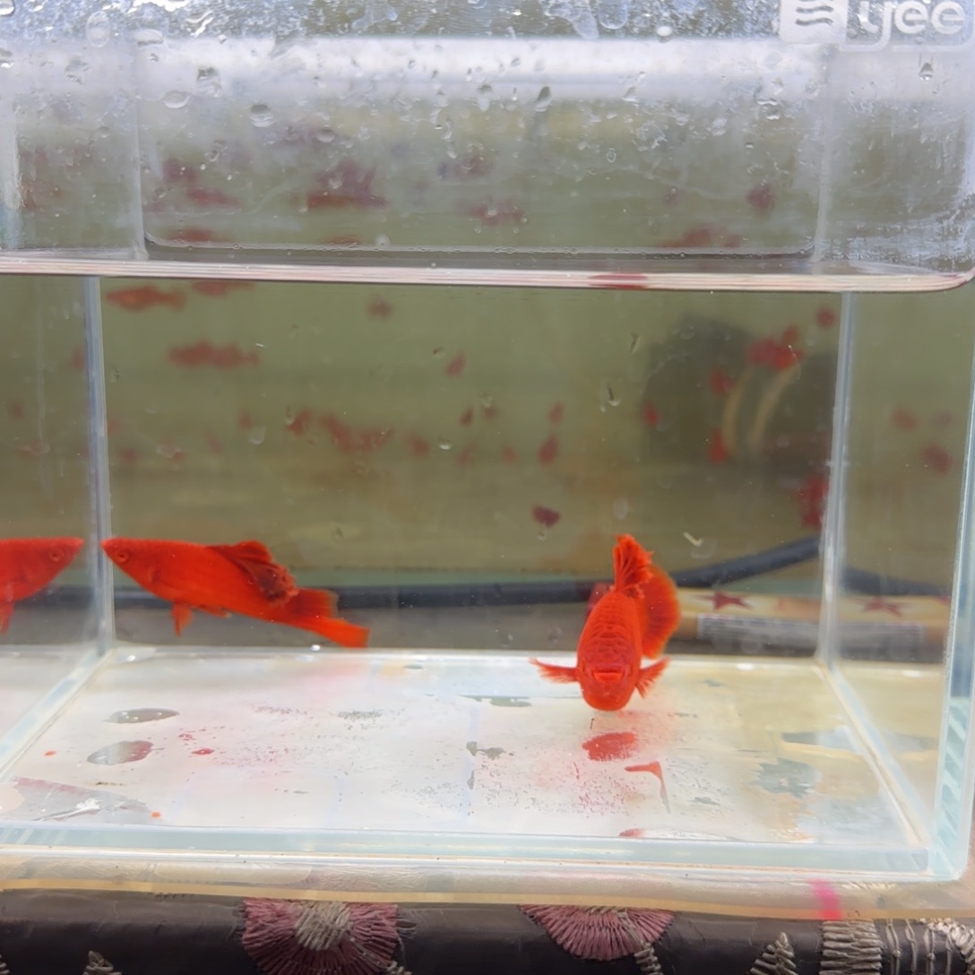 红剑鱼4个月精品种鱼一对