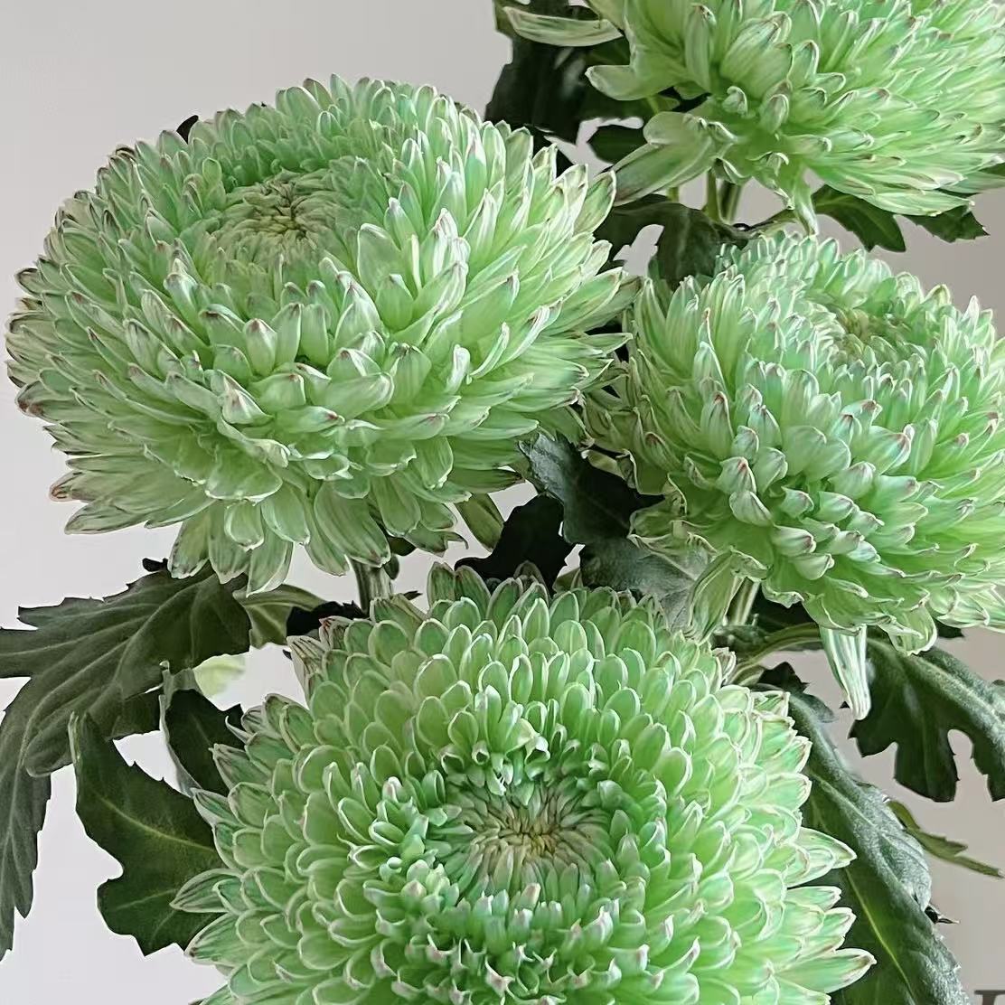 5枝绿色牡丹菊(吸色) (两单发顺丰或京东快递)