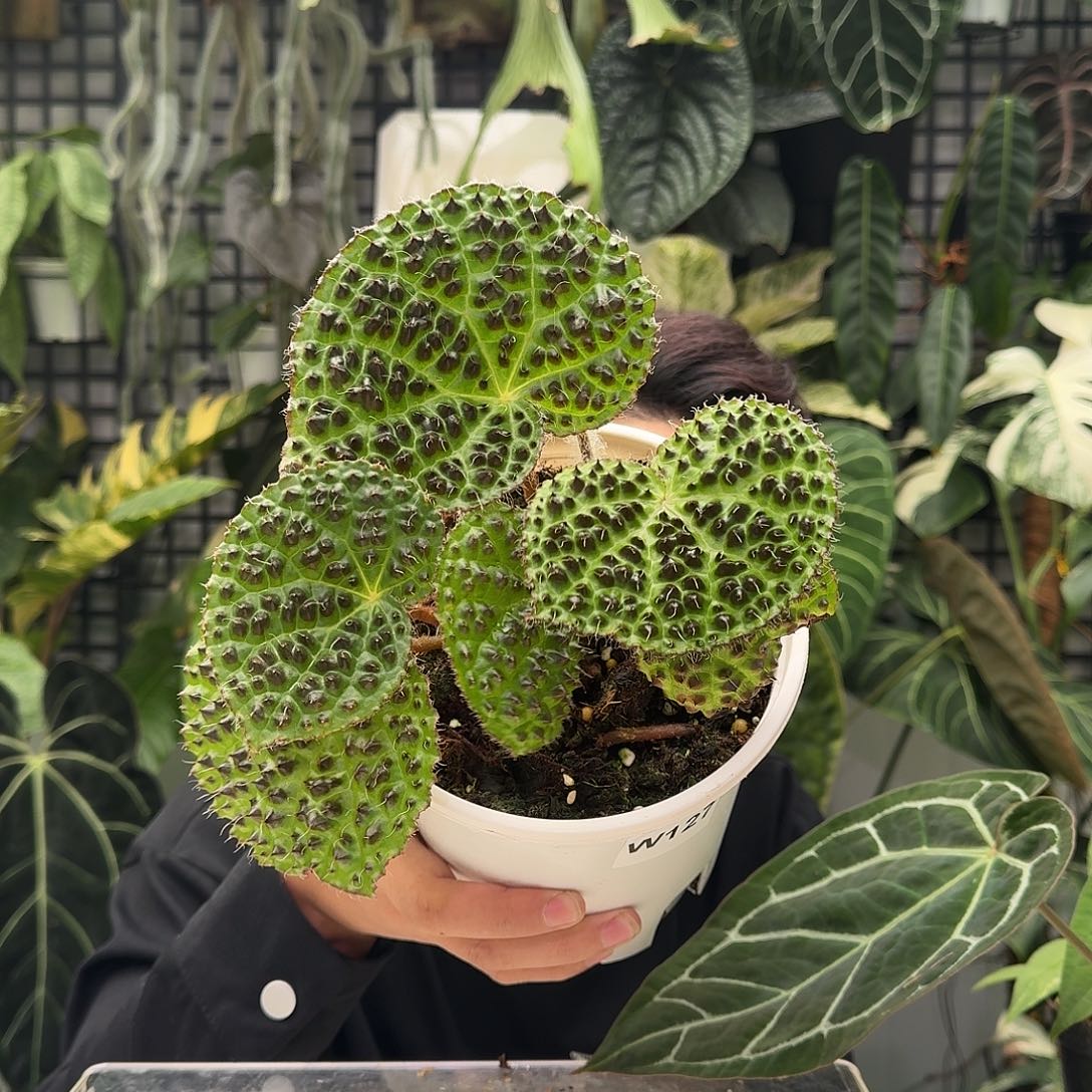 完全开放W128维塔领带锦