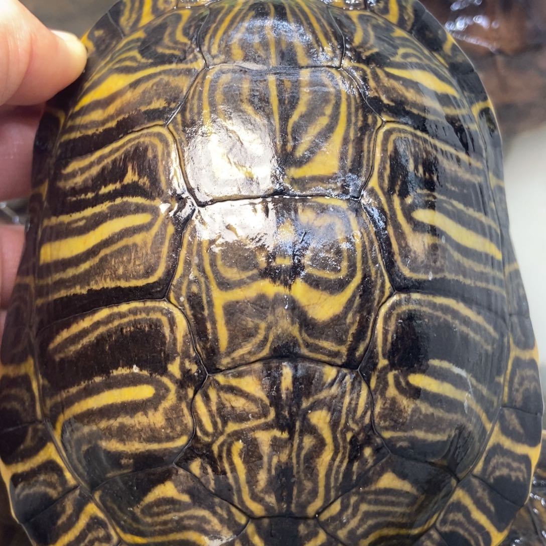 绿毛龟母2号黄耳杂格兰德母