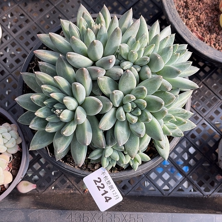 阿雅园艺。      2214落雪美人