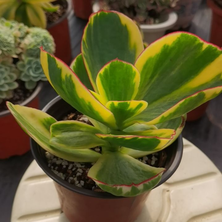 青梅白覆轮锦（包菜家族的）