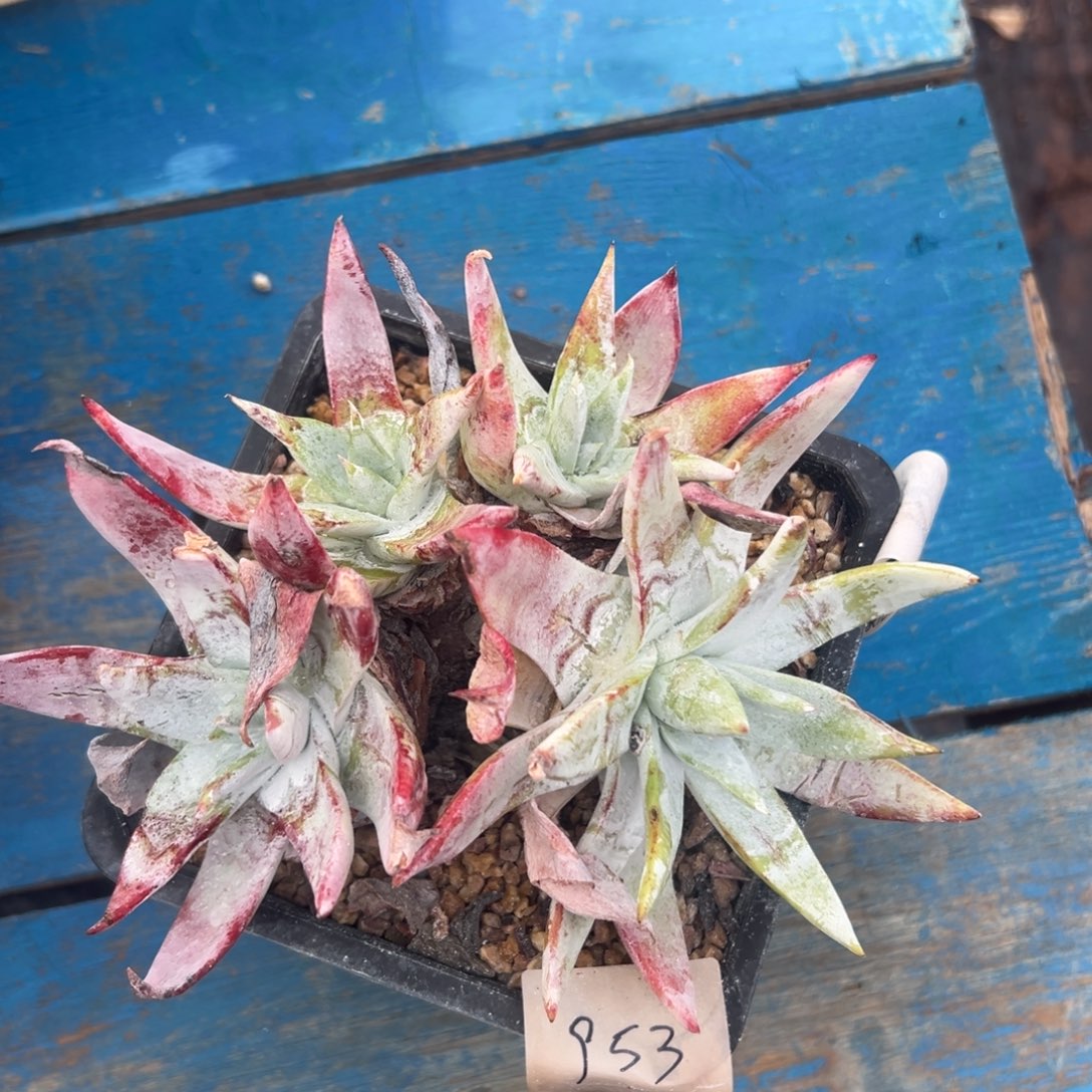 布瑞东尼～一物一拍2468