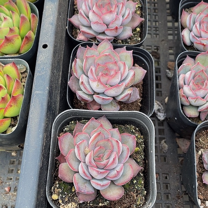 暗冰单头带盆土发