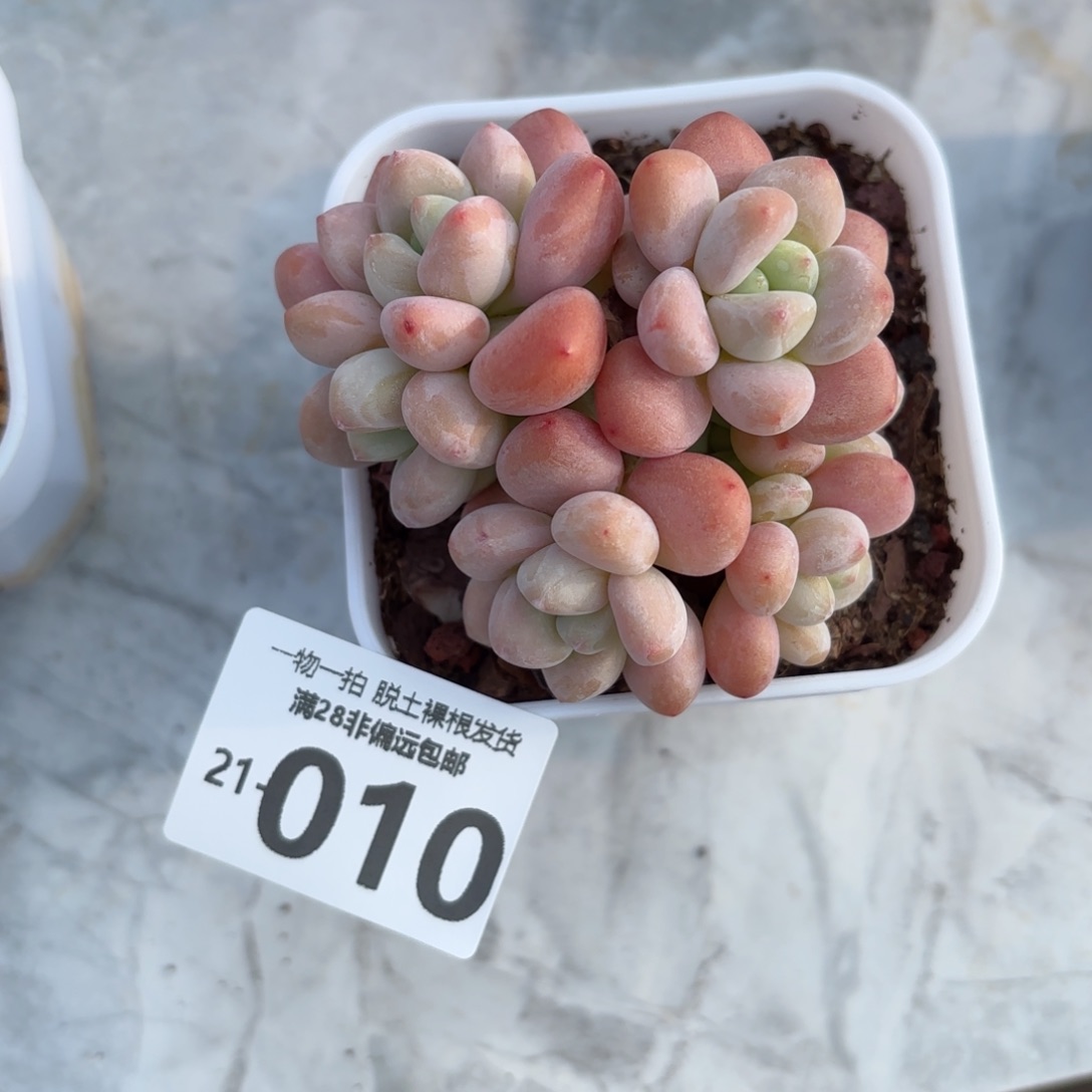 小红洛神老桩多肉