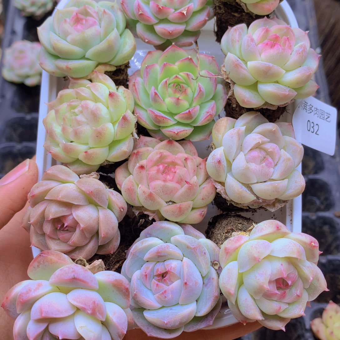 我要睡觉了哦晚安了032