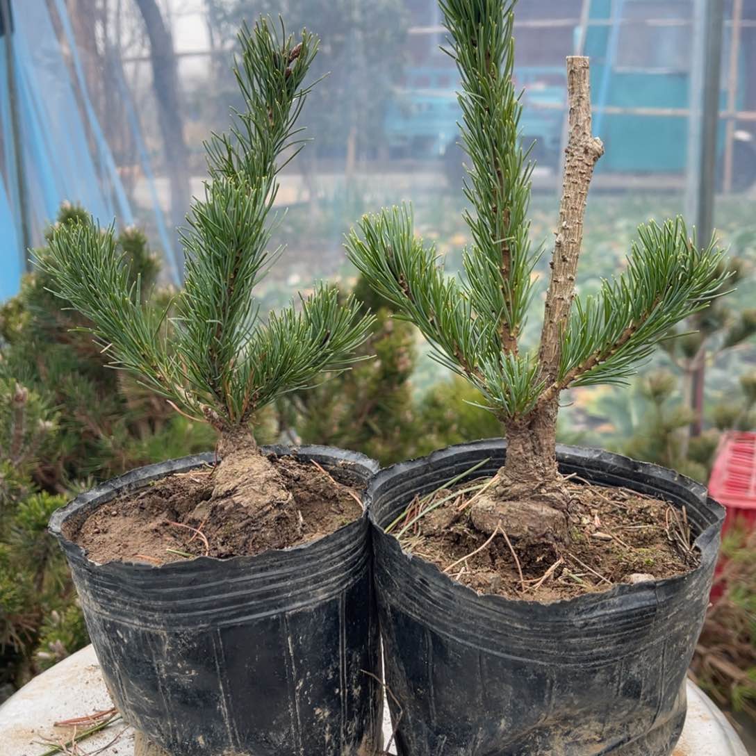 金针大阪两颗80链接