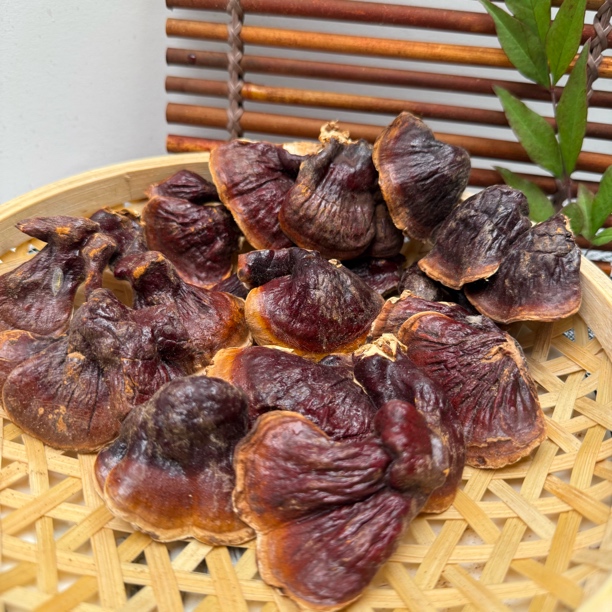  边城土特----小香灵芝