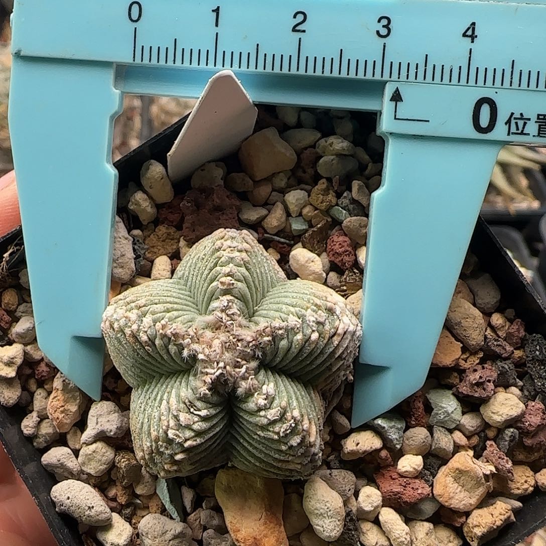 五星仙人球11111111111111