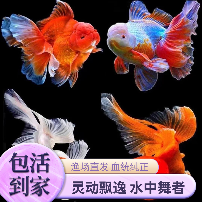 泰狮金鱼冷水观赏鱼苗活体波妞奶牛蓝瘦泰狮好养耐活招财鱼