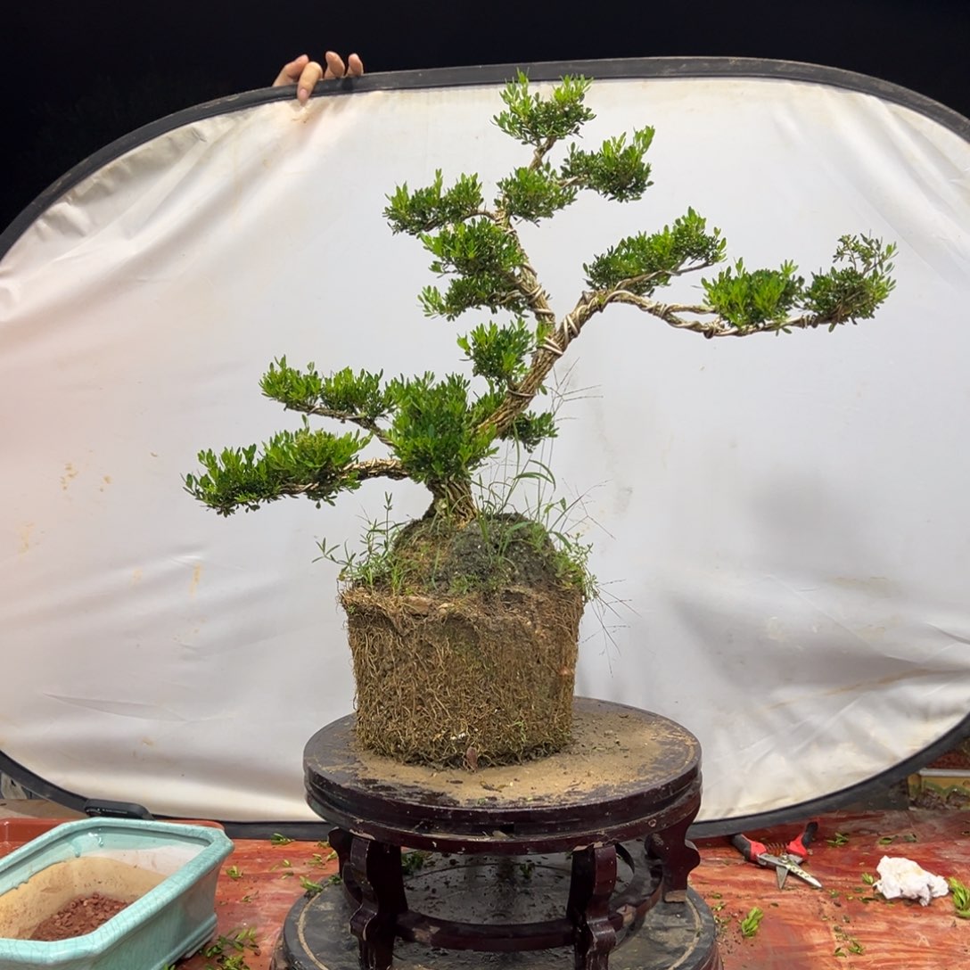 无花朵广东皱皮雀舌黄杨