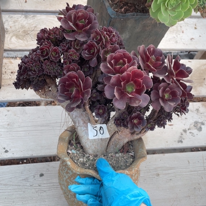 多肉的大肉都要长胖一点呀