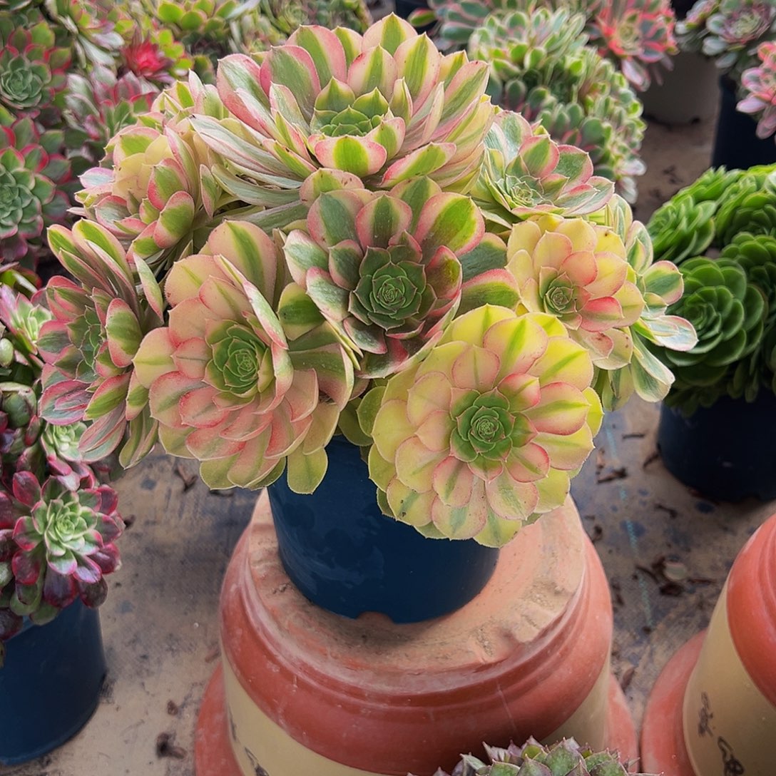 老庄雨荷轮回法师68.8