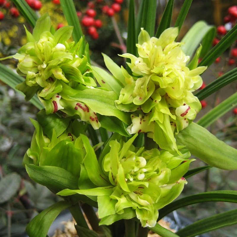春兰奇花大唐盛世带花苞浓香高端室内盆栽兰花苗适合客厅养殖花卉
