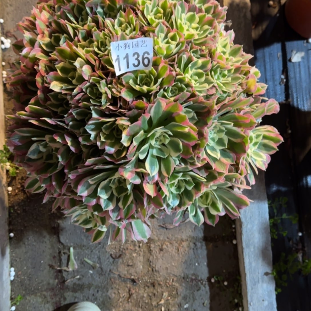 青***華白凤多肉植物1136