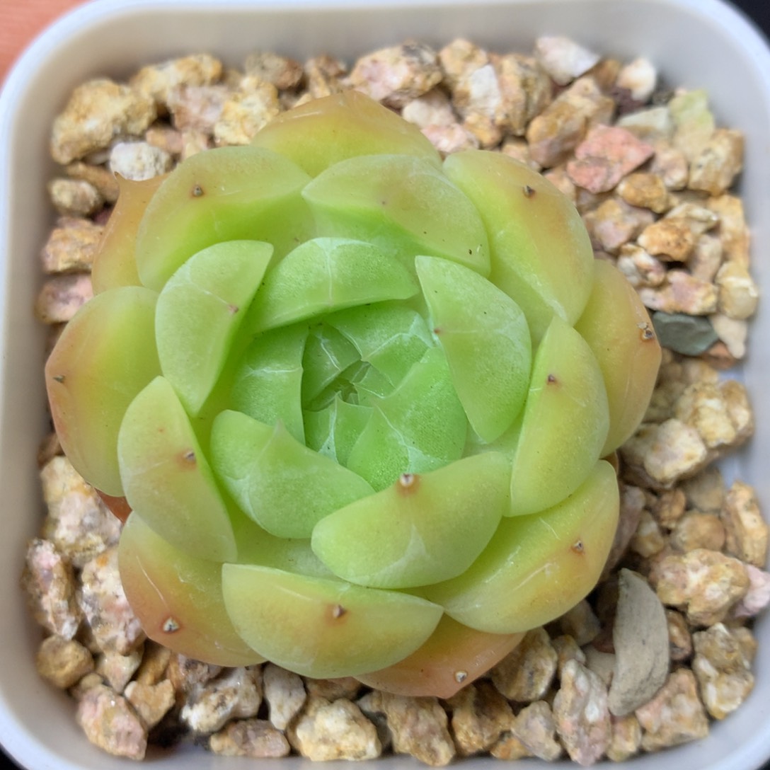 18 精品多肉一物一拍