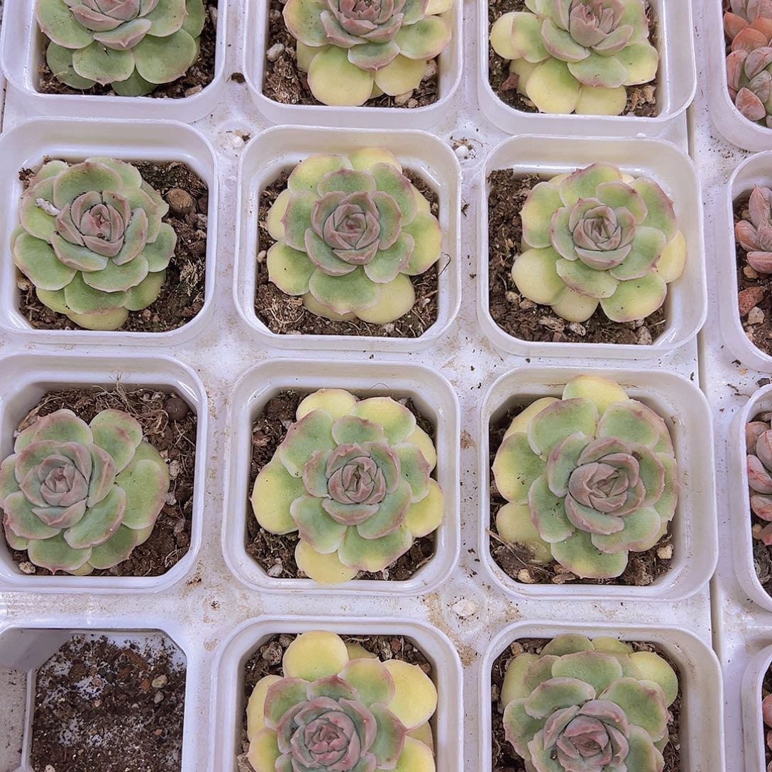 虾饺19包邮多肉植物