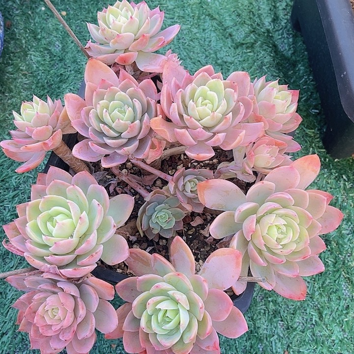 丝绸12196多肉植物