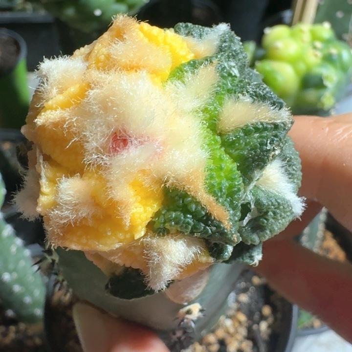 哥斯拉大优黑牡丹锦