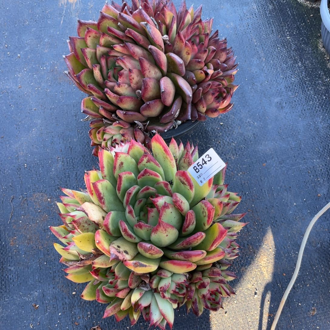 无花朵若如东云单拍B543