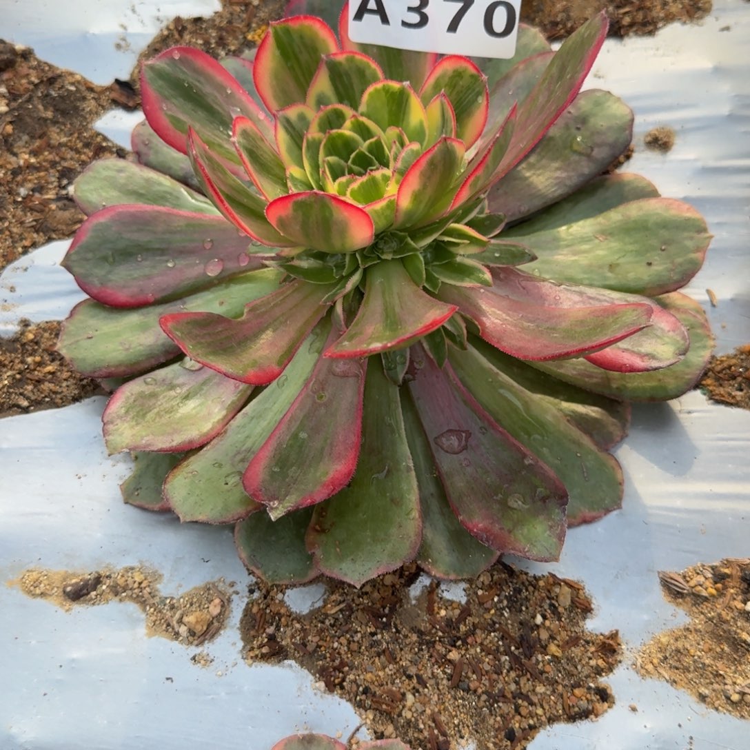 370克拉恋人。多肉植物