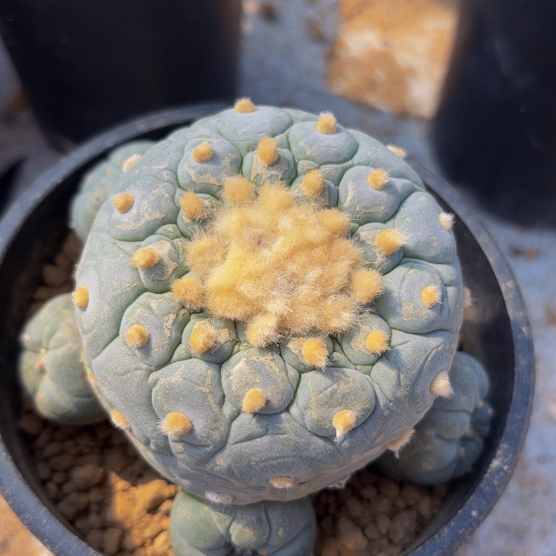 Gggggggggg超皱g g