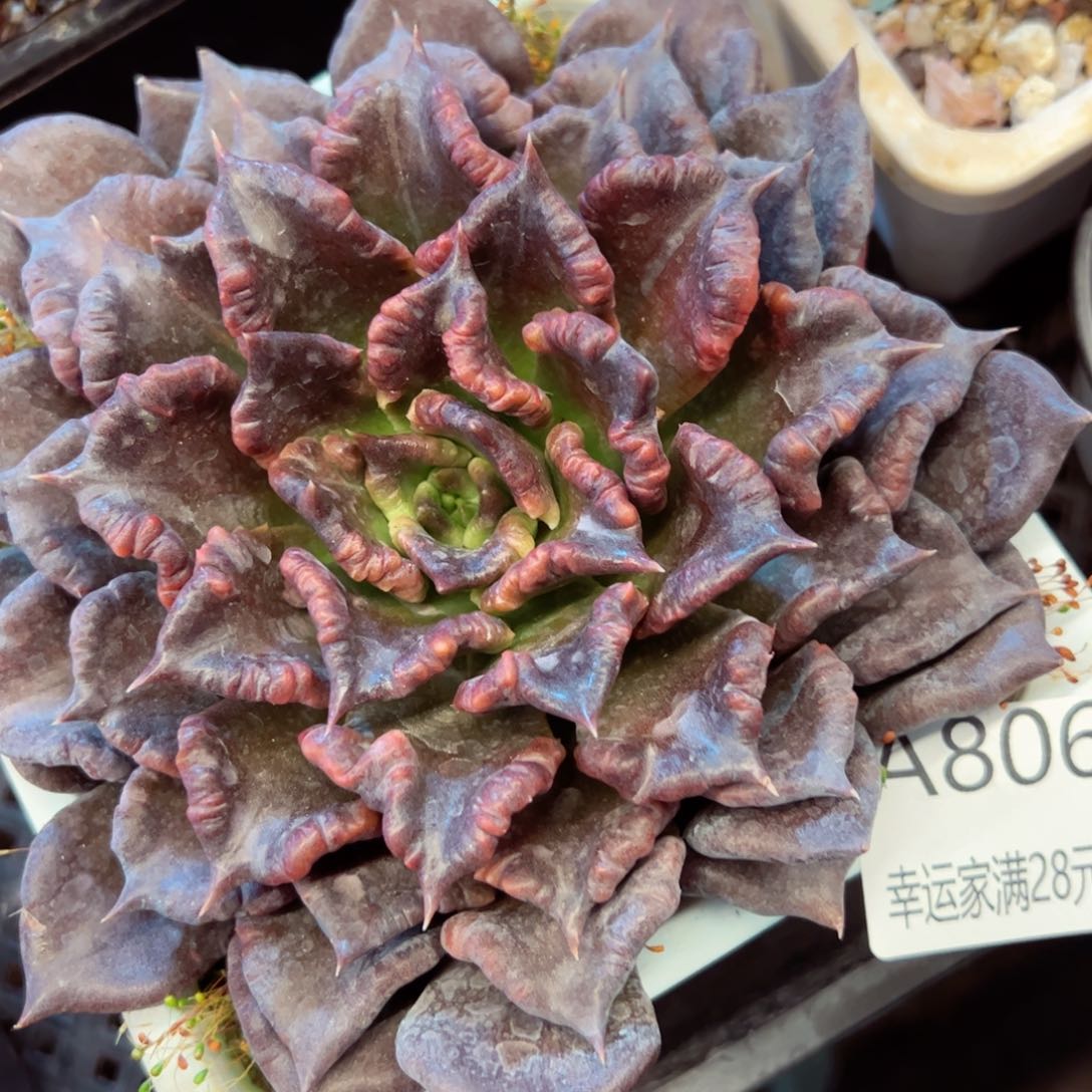 幸运的是我的朋友