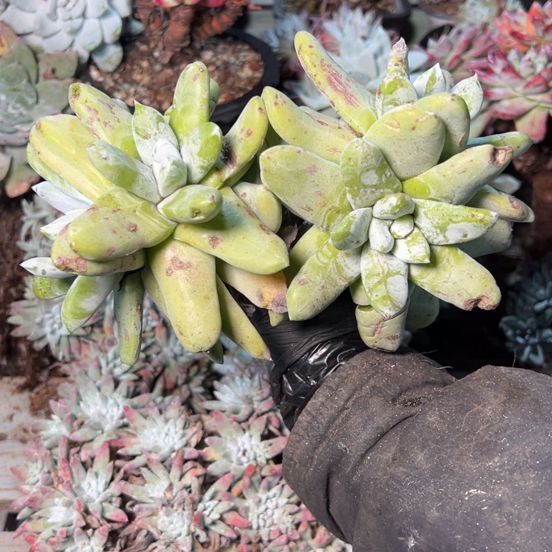 8893哈哈哈哈哈哈哈哈