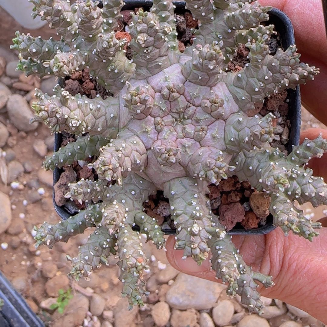 阿***芯块根植物块根植物