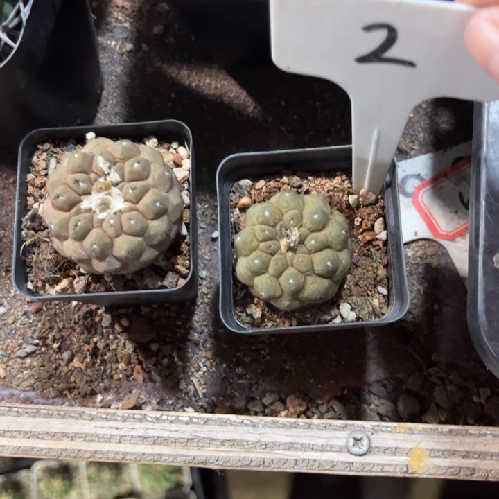 嗯***哼2实生好养皮实好活