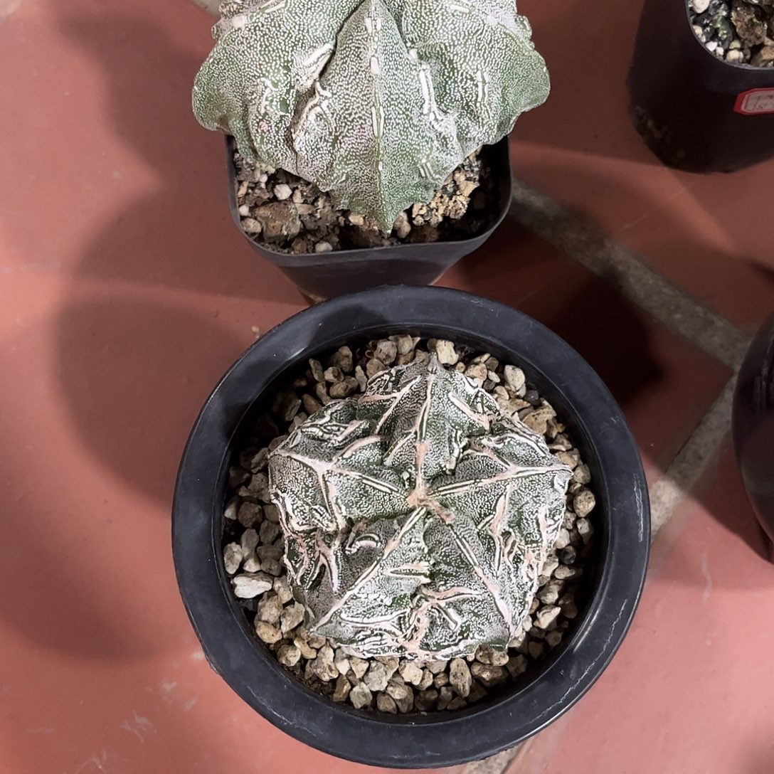 你***注仙人球鸾凤玉实生