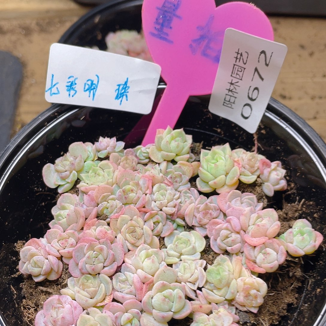 量拍多肉植物多肉植物672