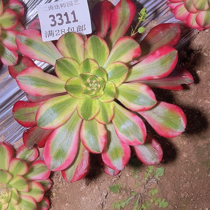 3311巫毒白多肉植物