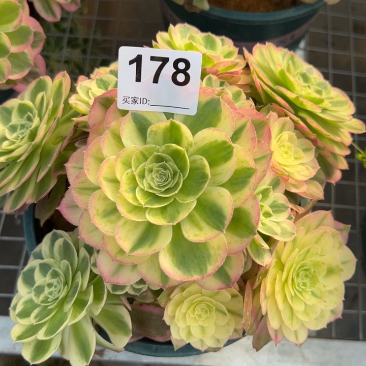 178玉资20厘米左右