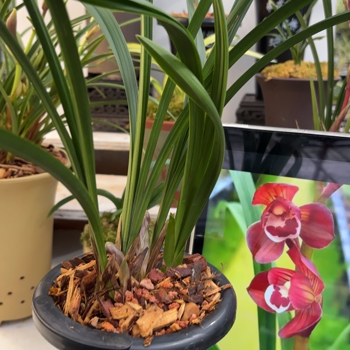 完全开放春剑红荷春剑