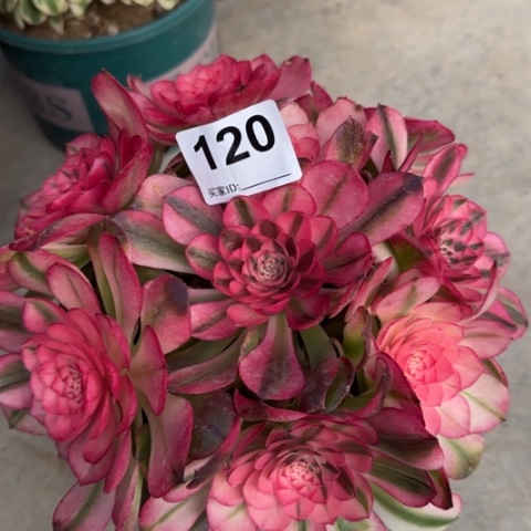 120荔枝20厘米左右